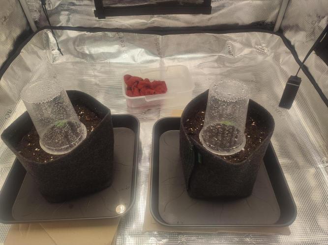 Cinderella 99. Week 0