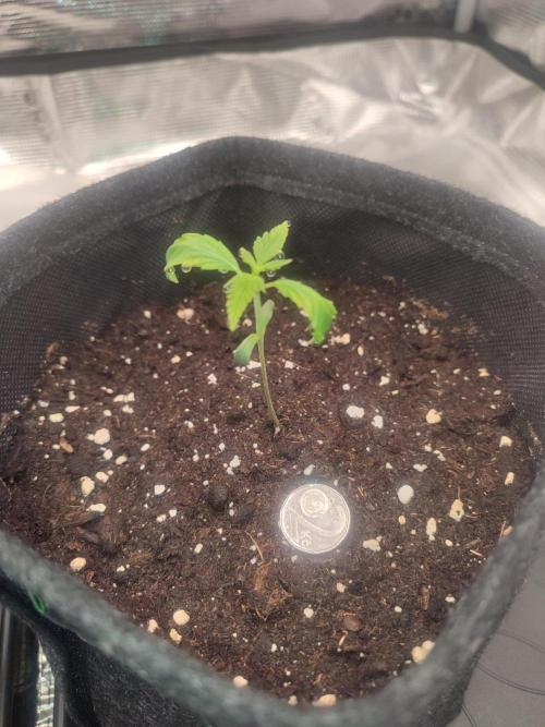Cinderella 99. Week 2