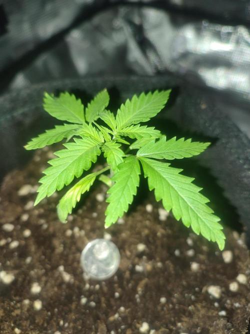 Unsere erste "Prinzessin" - die C99. Week 3
