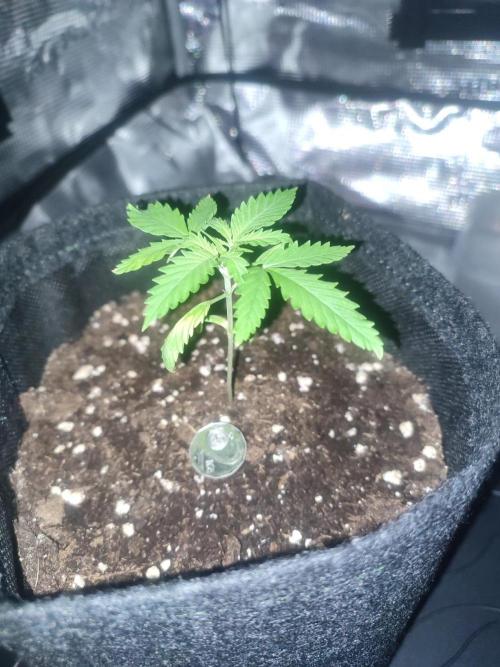 Cinderella 99. Week 3