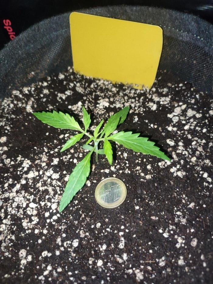 First Time Autos. Week 2