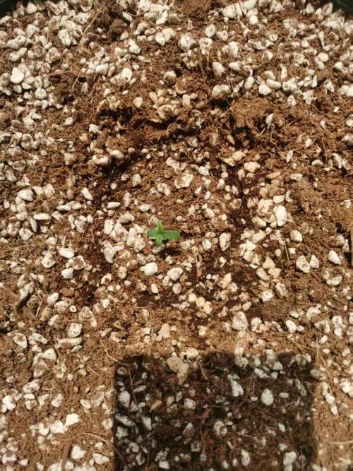 First Planting-Auto Blueberry. Week 1
