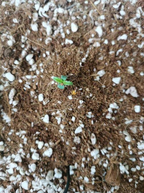 First Planting-Auto Blueberry. Week 1