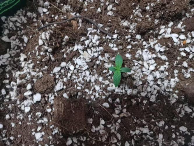 First Planting-Auto Blueberry. Week 1