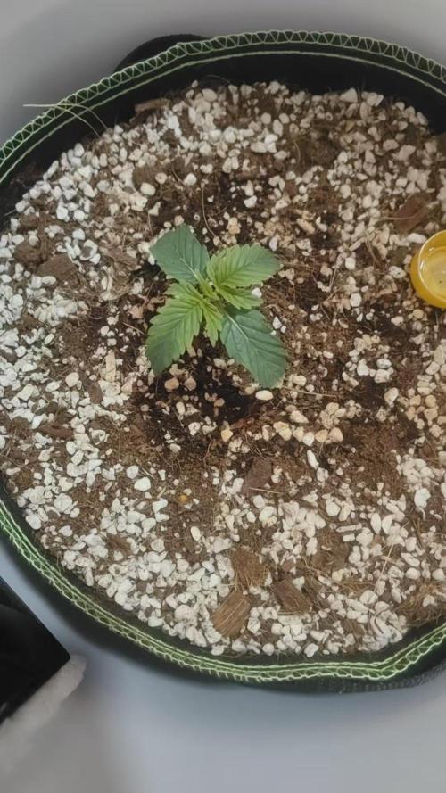First Planting-Auto Blueberry. Week 2