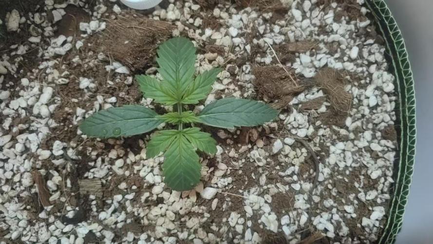 First Planting-Auto Blueberry. Week 2