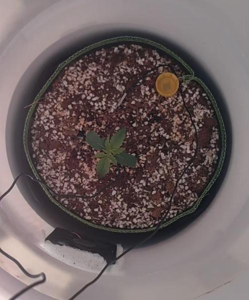 First Planting-Auto Blueberry. Week 2 - 5.6