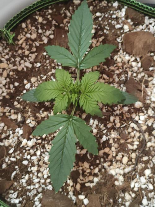 First Planting-Auto Blueberry. Week 2 - 5.7