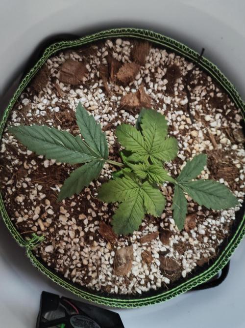 First Planting-Auto Blueberry. Week 2 - 5.8