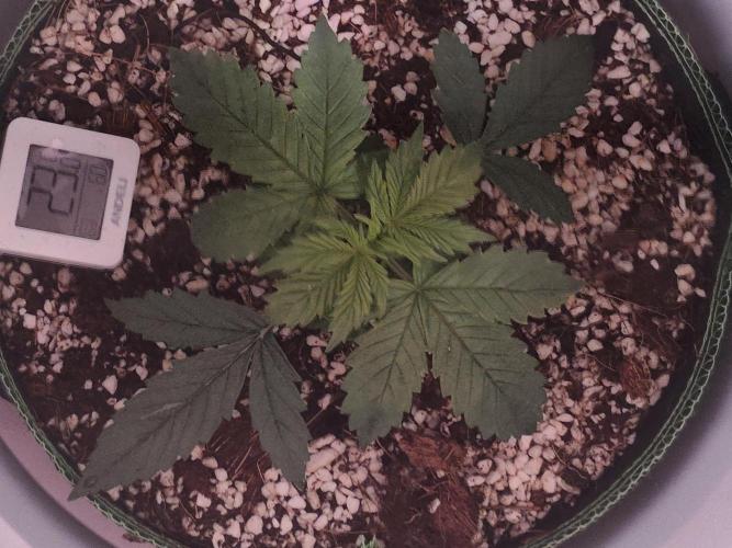 First Planting-Auto Blueberry. Week 3 - 5.9