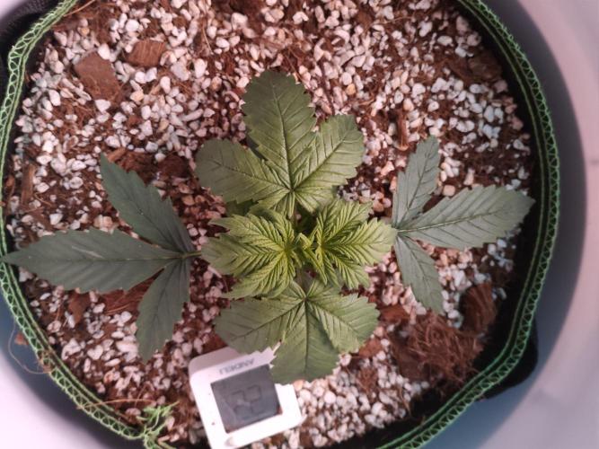 First Planting-Auto Blueberry. Week 3