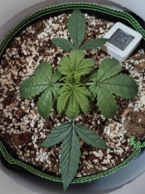 First Planting-Auto Blueberry. Week 3 - 5.10