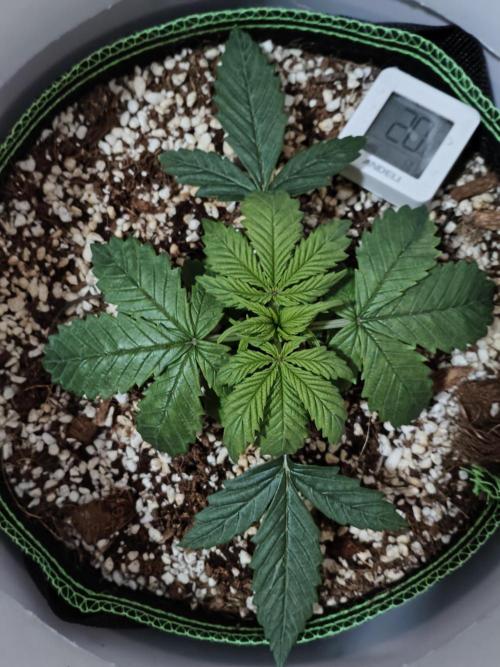 First Planting-Auto Blueberry. Week 3