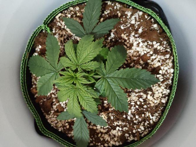 First Planting-Auto Blueberry. Week 3 - 5.11
