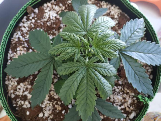 First Planting-Auto Blueberry. Week 3 - 5.12