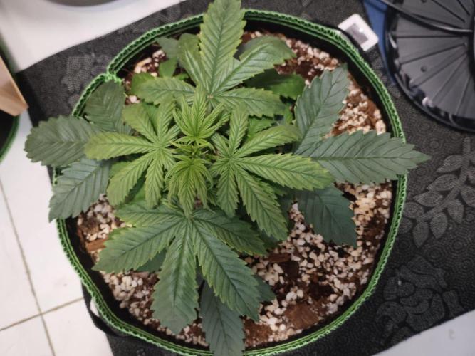 First Planting-Auto Blueberry. Week 3 - 5.14