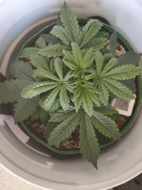 First Planting-Auto Blueberry. Week 3 - 5.15