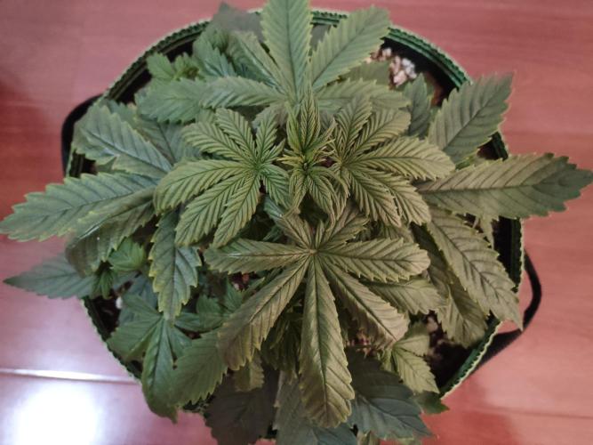 First Planting-Auto Blueberry. Week 4 - 5.16