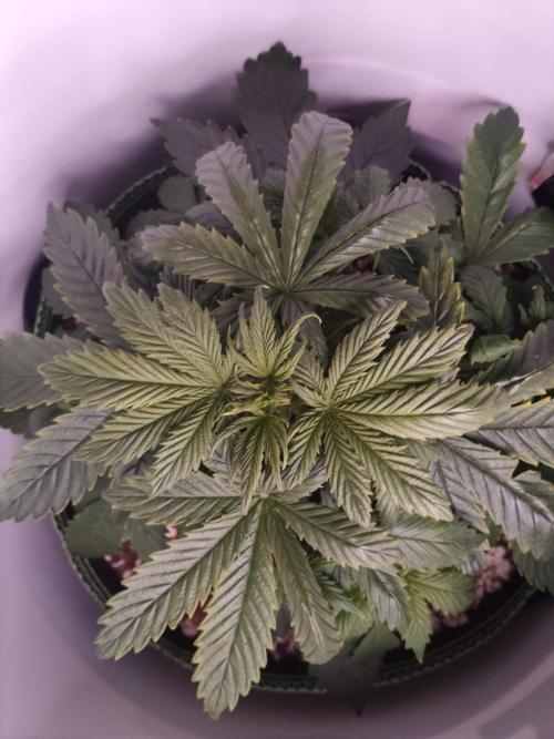 First Planting-Auto Blueberry. Week 4 - 5.17