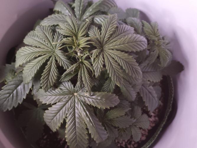 First Planting-Auto Blueberry. Week 4