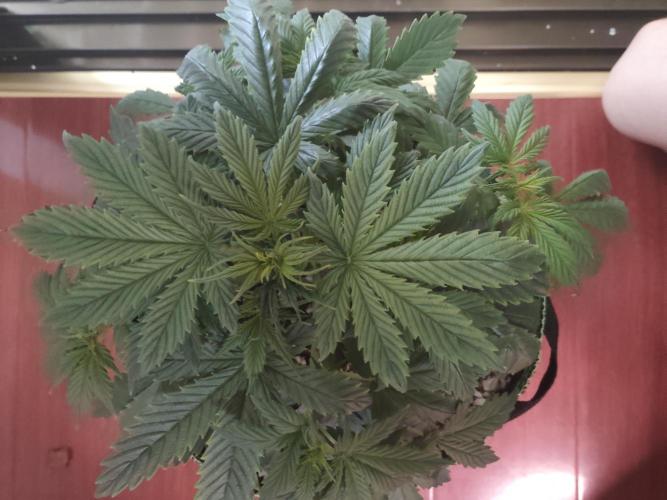 First Planting-Auto Blueberry. Week 4 - 5.18