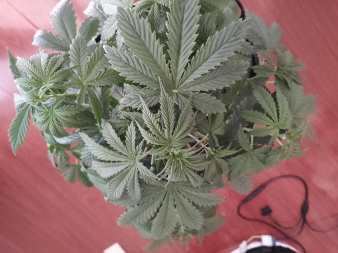 First Planting-Auto Blueberry. Week 4 - 5.21