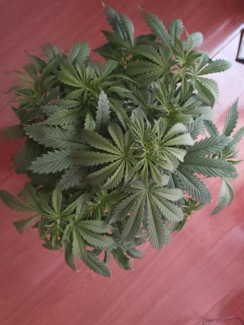 Auto Blueberry. Week 5