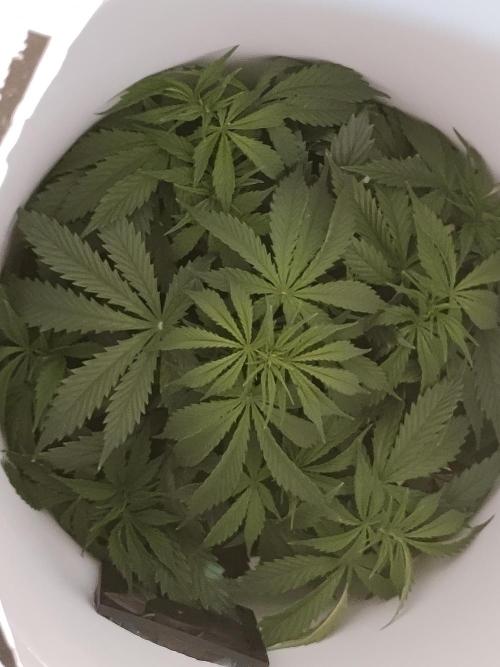 First Planting-Auto Blueberry. Week 5 - 5.24