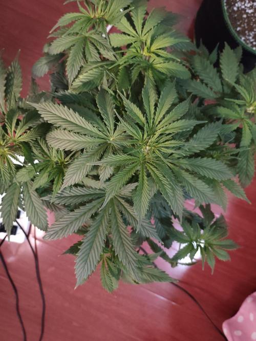 First Planting-Auto Blueberry. Week 5 - 5.25