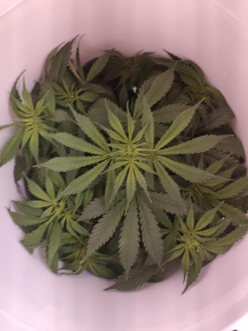 First Planting-Auto Blueberry. Week 5
