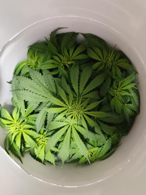 First Planting-Auto Blueberry. Week 5 - 5.27