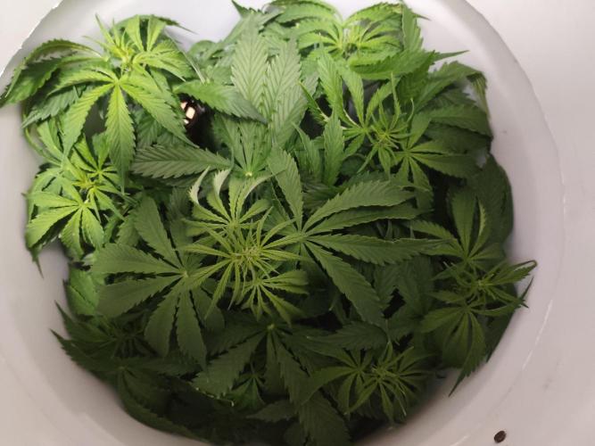 Auto Blueberry. Week 5