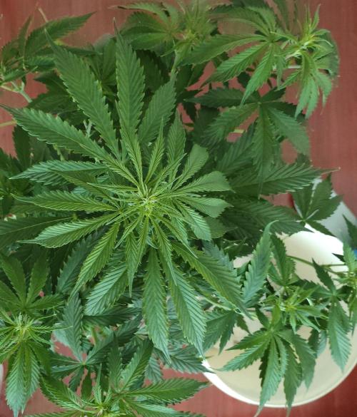 Auto Blueberry. Week 6