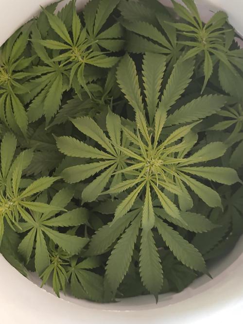 First Planting-Auto Blueberry. Week 6 - 5.30