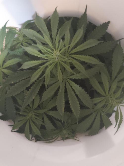 First Planting-Auto Blueberry. Week 6 - 5.31