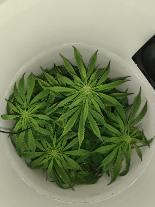 Auto Blueberry. Week 6