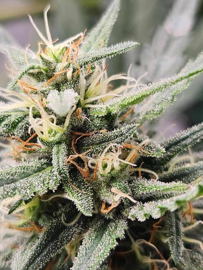 Orange Sherbet. Week 7 - Day 71