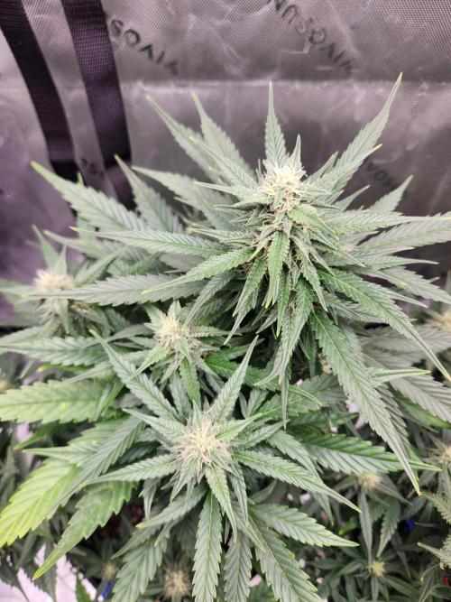 Gorilla Cookies. Week 7