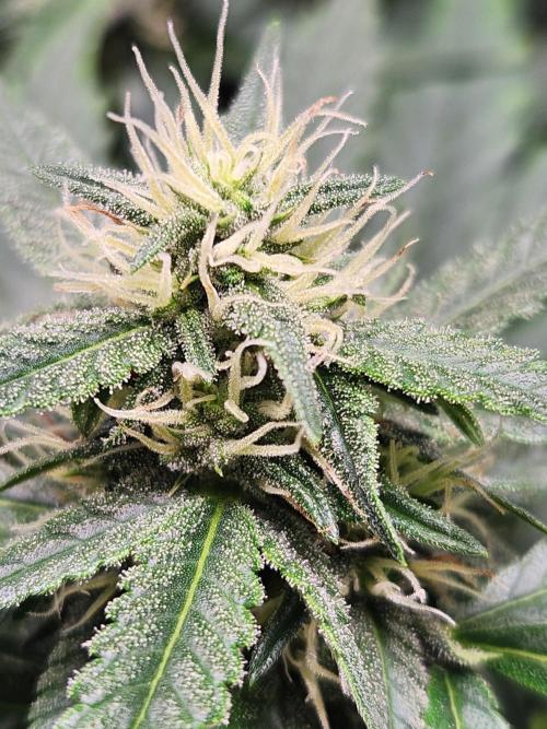 Gorilla Cookies. Week 7