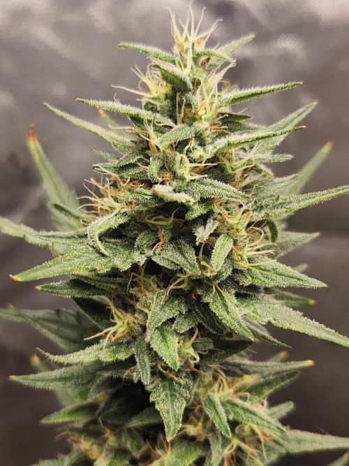 Orange Sherbet. Week 8