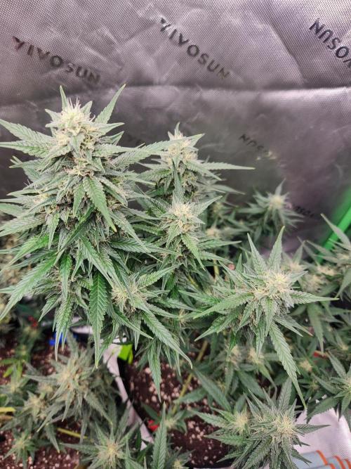 Gorilla Cookies. Week 8