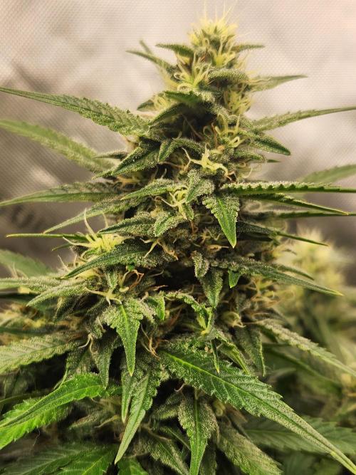 Gorilla Cookies. Week 8