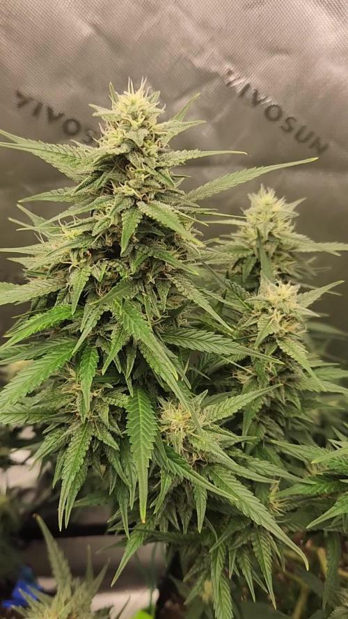 Gorilla Cookies