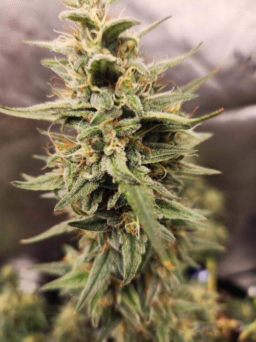 Orange Sherbet. Week 9