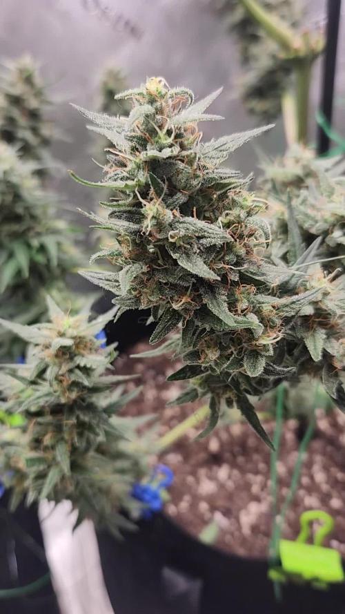 Orange Sherbet