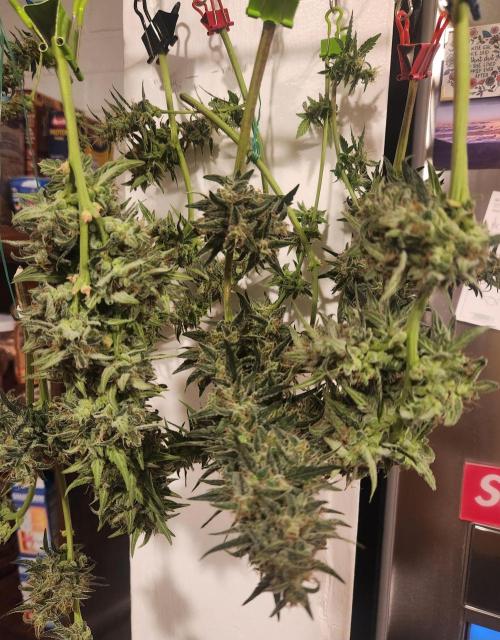 Orange Sherbet. Week 9
