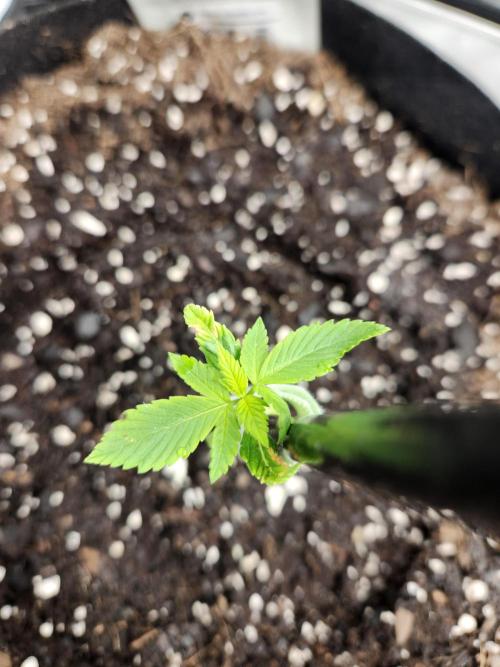 Papaya Cookies 🍪. Week 1