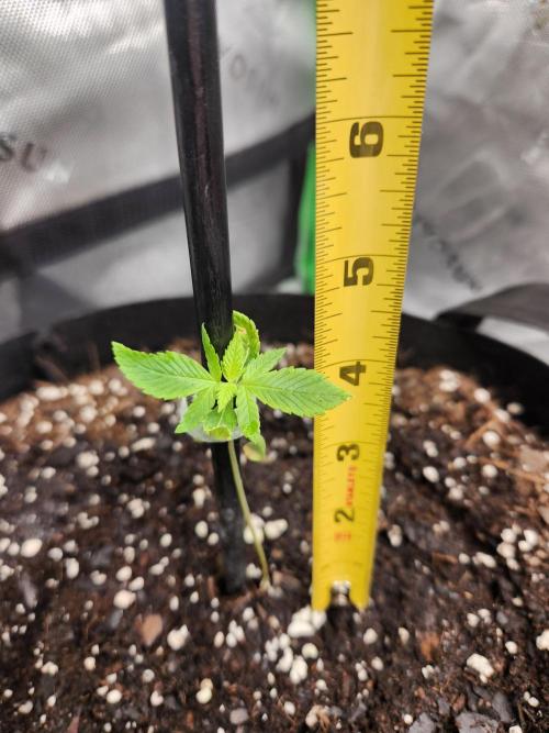 Papaya Cookies 🍪. Week 1