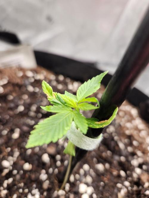 Papaya Cookies 🍪. Week 1