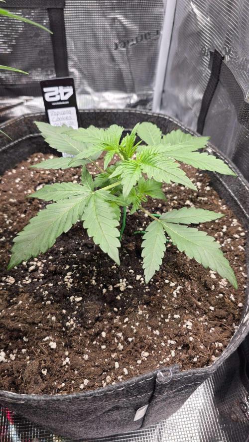 Tropicana Cookies Auto. Week 3